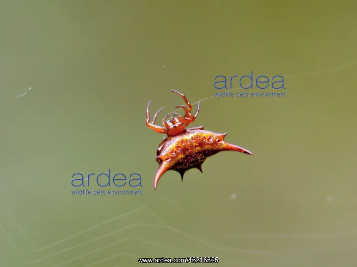 : Madagascar. Madagascar Thorn Spider (Gasteracantha : Madagascar. Madagascar Thorn Spider (Gasteracantha