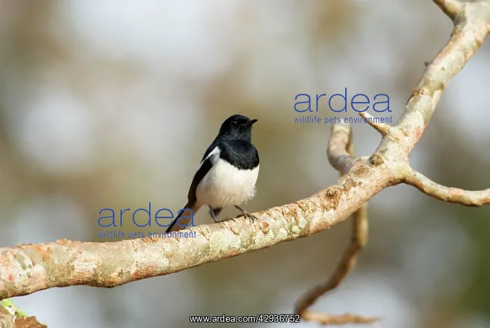 : Madagascar Magpie-Robin - endemic, male on branch : Madagascar Magpie-Robin - endemic, male on branch