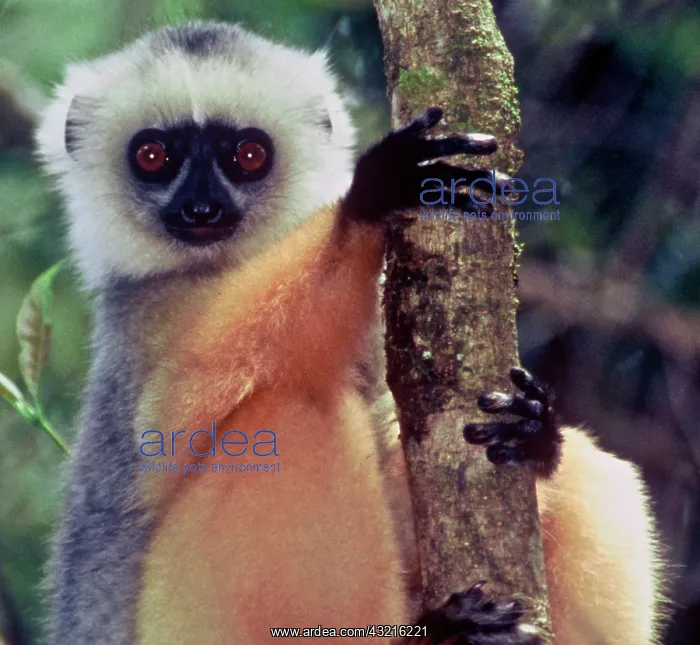 : Madagascar, Mantadia, Diademed Sifaka : Madagascar, Mantadia, Diademed Sifaka
