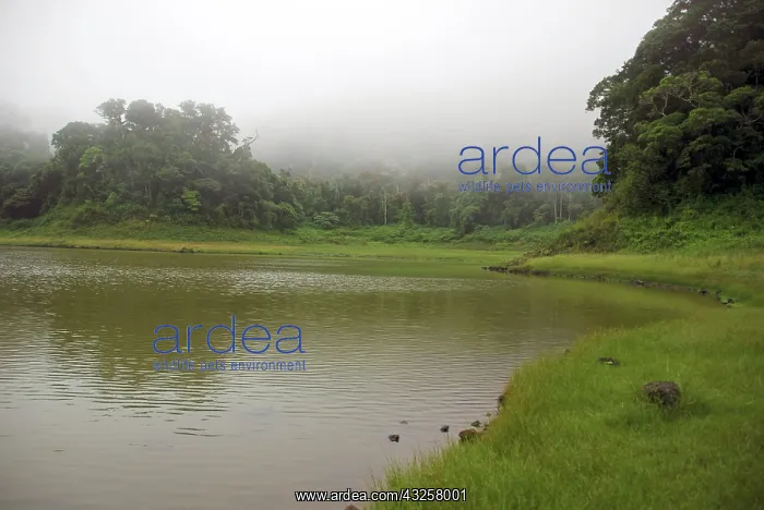 : Madagascar, Montagne d'Ambre, green forest : Madagascar, Montagne d'Ambre, green forest