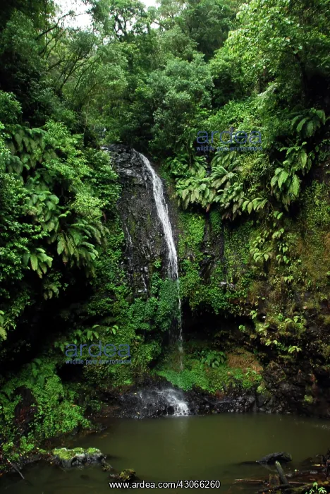 : Madagascar, Montagne d'Ambre, waterfall : Madagascar, Montagne d'Ambre, waterfall