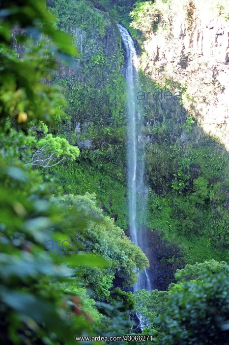 : Madagascar, Montagne d'Ambre, waterfall : Madagascar, Montagne d'Ambre, waterfall