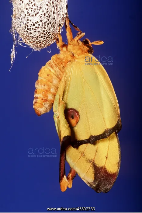 : Madagascar Moon Moth - female outside cocoon : Madagascar Moon Moth - female outside cocoon