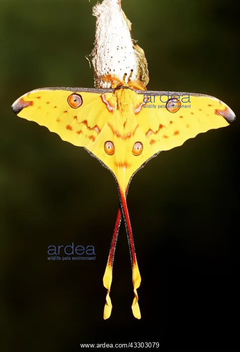 : MADAGASCAR MOON MOTH - male on cocoon : MADAGASCAR MOON MOTH - male on cocoon
