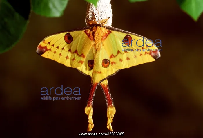 : MADAGASCAR MOON MOTH - male on cocoon : MADAGASCAR MOON MOTH - male on cocoon