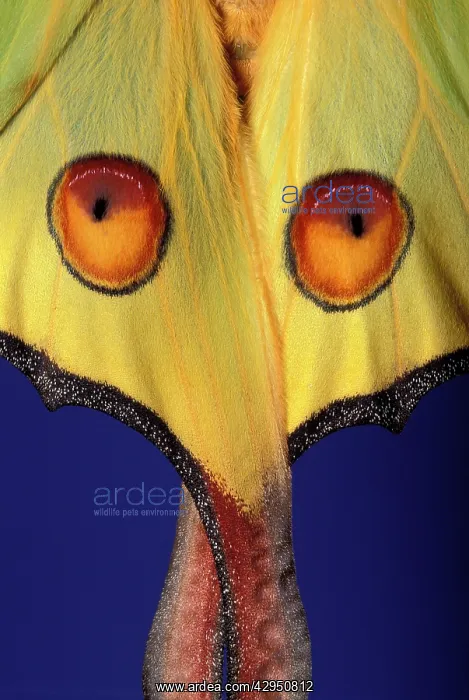: Madagascar Moon Moth - detail of wings : Madagascar Moon Moth - detail of wings