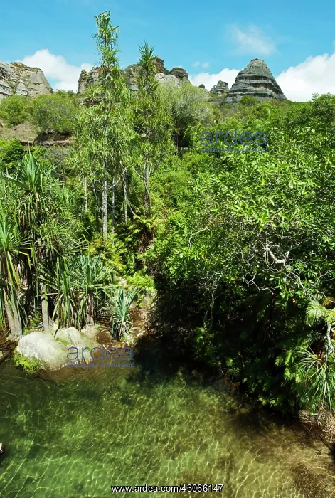 : Madagascar, National Park of Isalo, green : Madagascar, National Park of Isalo, green