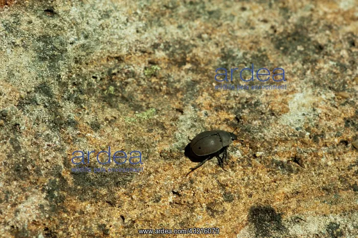  : Madagascar, National Park of Isalo, small
