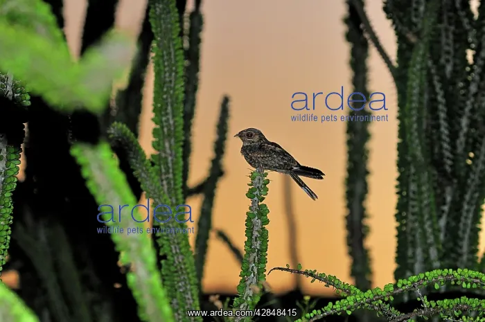 : Madagascar Nightjar in spiny forest : Madagascar Nightjar in spiny forest