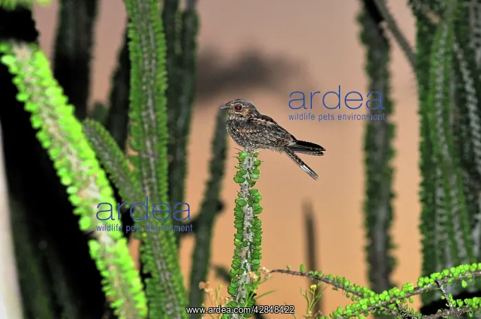 : Madagascar Nightjar in spiny forest : Madagascar Nightjar in spiny forest