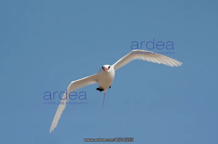 : Madagascar, Nosy Ve. Red-tailed Tropicbird : Madagascar, Nosy Ve. Red-tailed Tropicbird