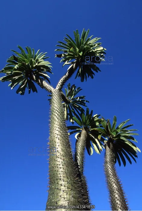 : Madagascar - Pachypodium : Madagascar - Pachypodium