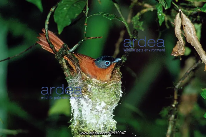 : Madagascar Paradise Flycatcher - female on nest : Madagascar Paradise Flycatcher - female on nest