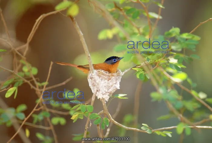 : Madagascar Paradise Flycatcher - male on nest : Madagascar Paradise Flycatcher - male on nest