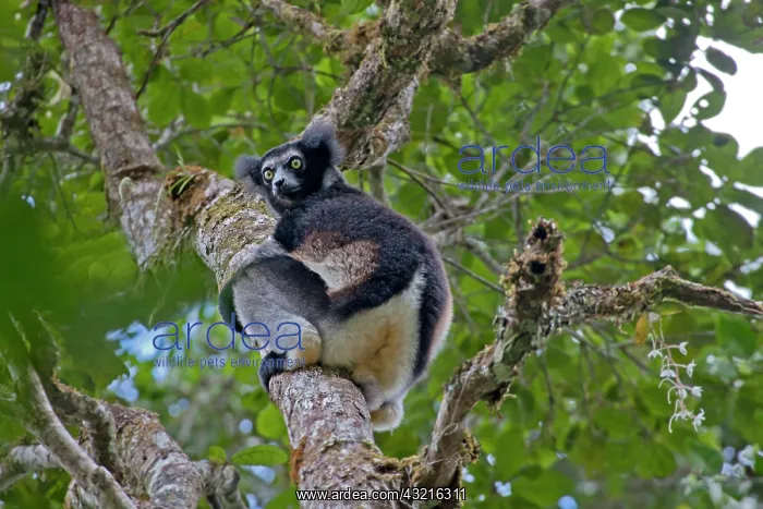 : Madagascar, Perinet Forest. An Indri (Indri : Madagascar, Perinet Forest. An Indri (Indri