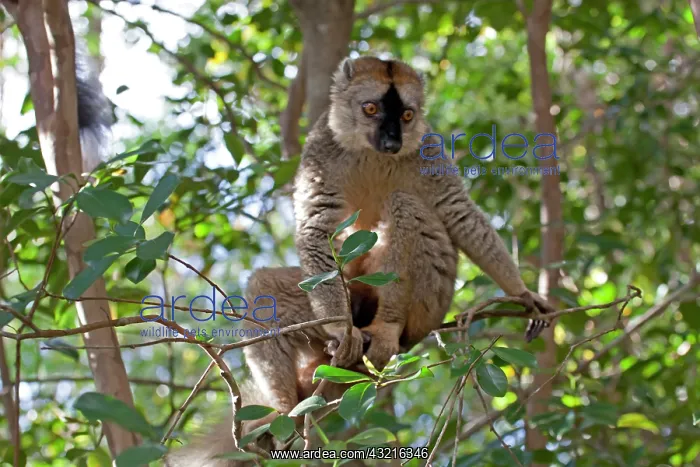 : Madagascar, Perinet Reserve. Common Brown : Madagascar, Perinet Reserve. Common Brown