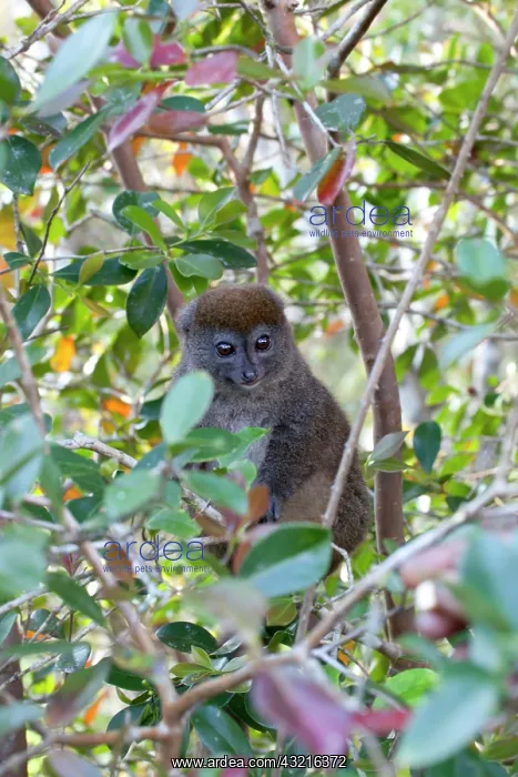 : Madagascar, Perinet Reserve. An Eastern : Madagascar, Perinet Reserve. An Eastern