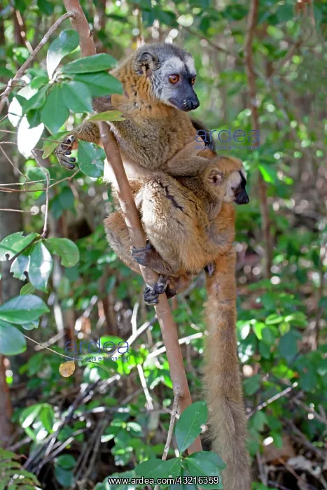 : Madagascar, Perinet Reserve. Red Lemur (Eulemur : Madagascar, Perinet Reserve. Red Lemur (Eulemur