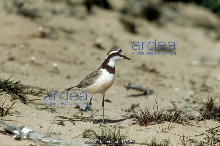 : Madagascar Plover : Madagascar Plover