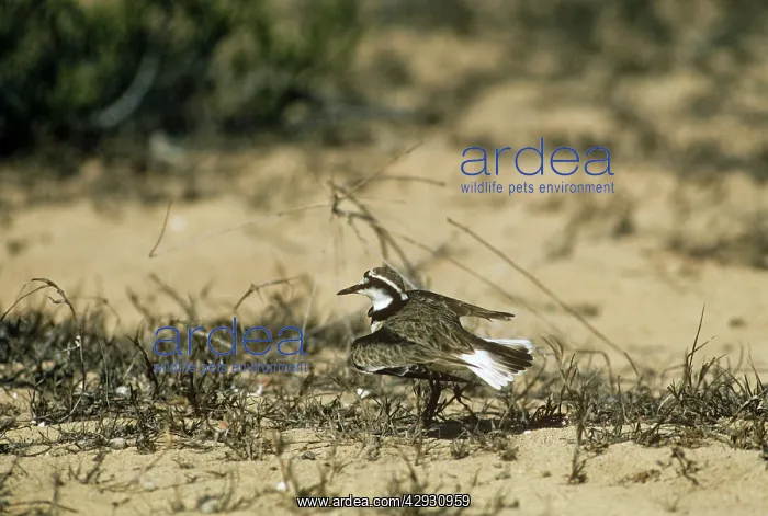 : Madagascar Plover - broken wing display : Madagascar Plover - broken wing display