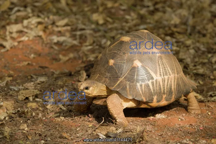 : Madagascar Radiated Tortoise : Madagascar Radiated Tortoise