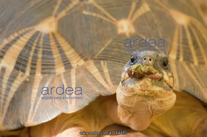 : Madagascar Radiated Tortoise : Madagascar Radiated Tortoise