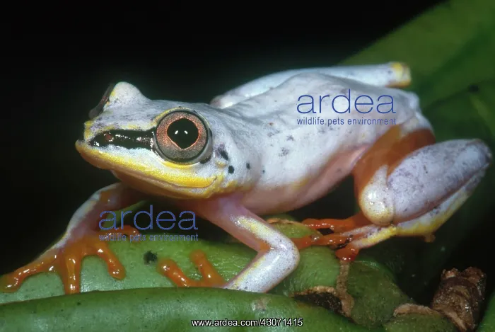  : Madagascar Reed Frog