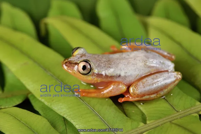 : Madagascar Reed Frog (Heterixalus madagascariensis) : Madagascar Reed Frog (Heterixalus madagascariensis)
