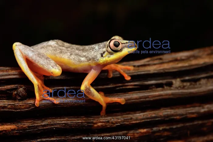 : Madagascar Reed Frog (Heterixalus madagascariensis) : Madagascar Reed Frog (Heterixalus madagascariensis)