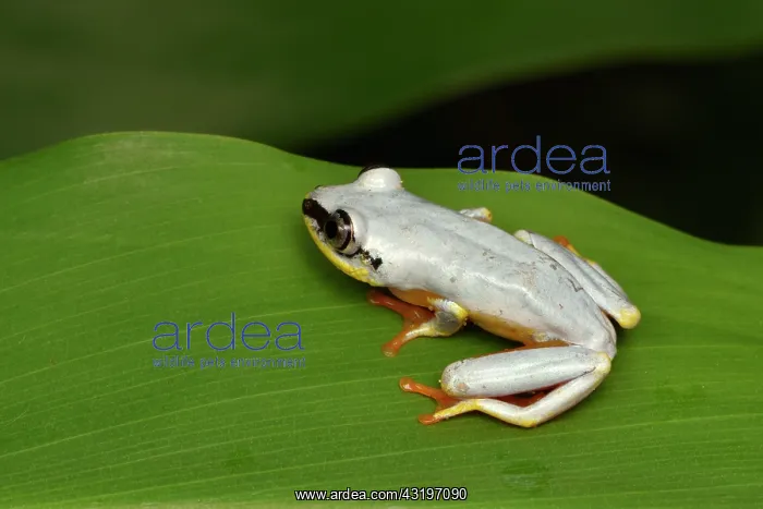 : Madagascar Reed Frog (Heterixalus madagascariensis) : Madagascar Reed Frog (Heterixalus madagascariensis)