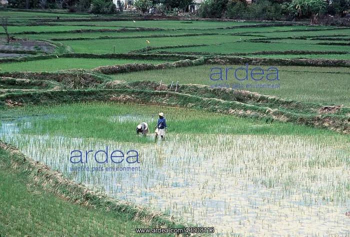 : MADAGASCAR - rice paddy fields : MADAGASCAR - rice paddy fields