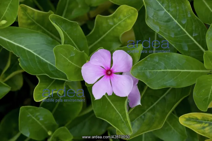 : Madagascar / Rosy Periwinkle - grown in gardens : Madagascar / Rosy Periwinkle - grown in gardens