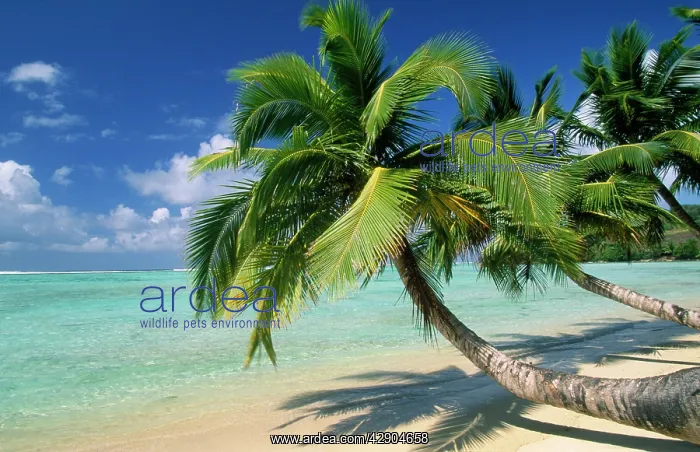 : Madagascar - Sandy Beach & palm trees : Madagascar - Sandy Beach & palm trees