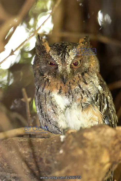 : Madagascar Scops Owl - regional endemic. Roosting in tree : Madagascar Scops Owl - regional endemic. Roosting in tree