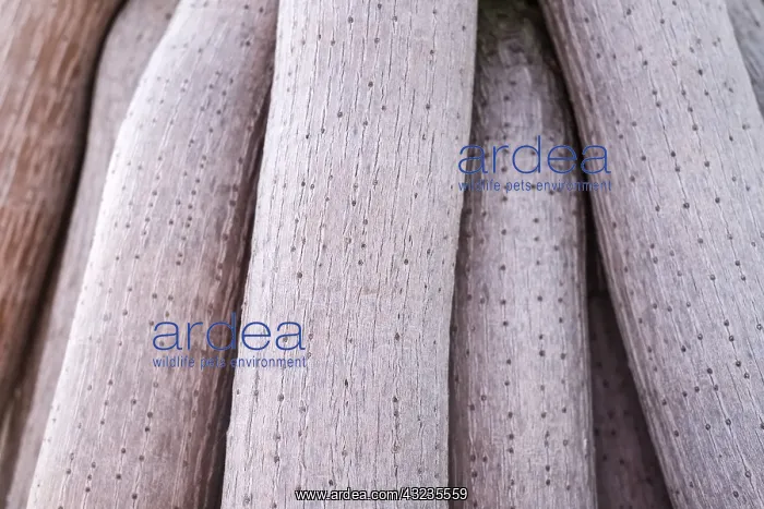 : Madagascar Screw Pine - aerial prop roots, Tenerife : Madagascar Screw Pine - aerial prop roots, Tenerife