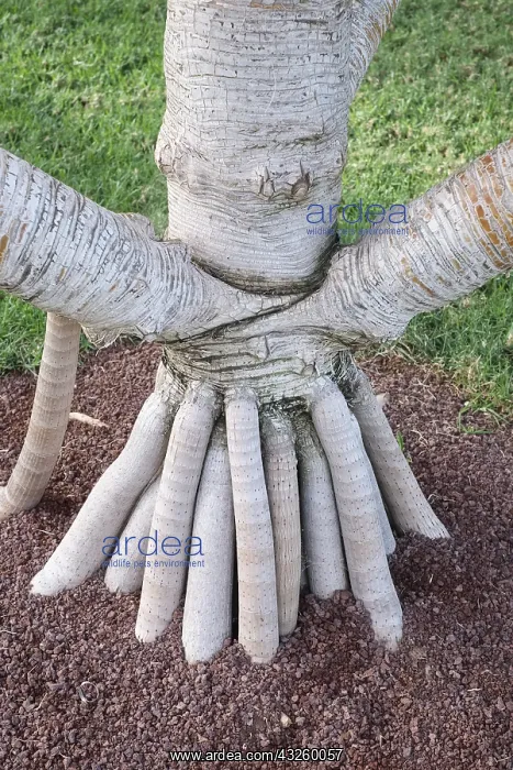 : Madagascar Screw Pine - aerial prop roots, Tenerife : Madagascar Screw Pine - aerial prop roots, Tenerife