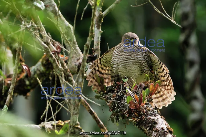 : Madagascar Sparrowhawk : Madagascar Sparrowhawk
