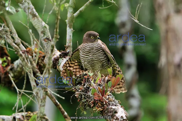  : Madagascar Sparrowhawk