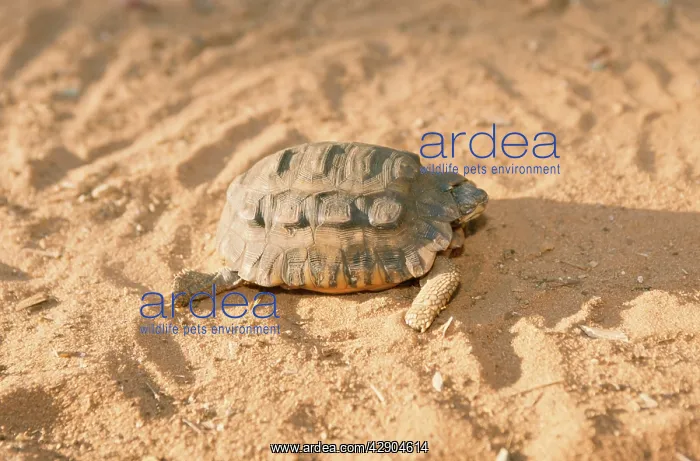  : MADAGASCAR TORTOISE