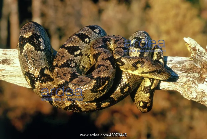 : Madagascar Tree Boa : Madagascar Tree Boa