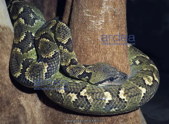 : Madagascar Tree Boa : Madagascar Tree Boa