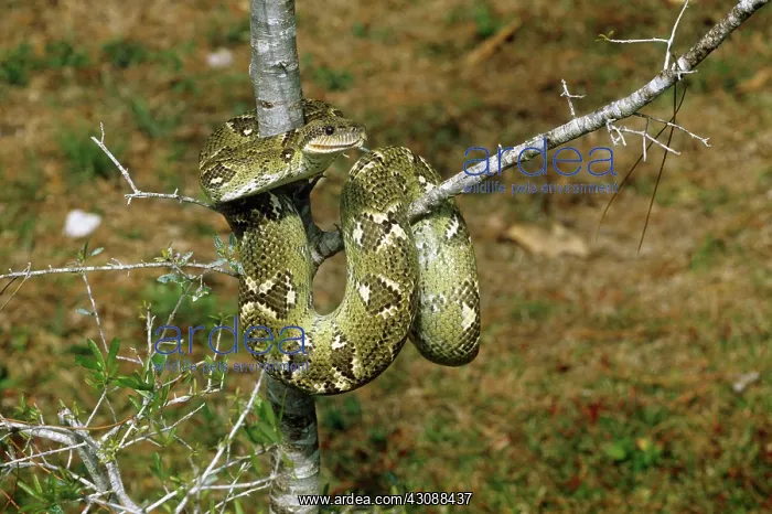 : Madagascar Tree Boa : Madagascar Tree Boa