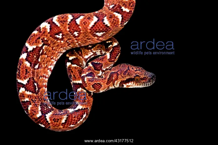 : Madagascar tree boa (Sanzinia madagascariensis) : Madagascar tree boa (Sanzinia madagascariensis)