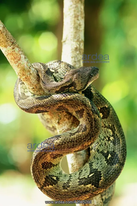  : Madagascar Tree BOA - in tree, endemic