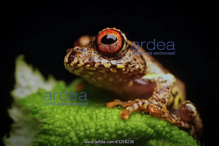 : Madagascar Tree Frog (Boophis boehmii) in the Rainforests : Madagascar Tree Frog (Boophis boehmii) in the Rainforests