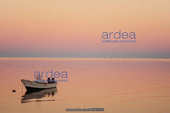 : Madagascar, Tulear, Ifaty, pink sunrise : Madagascar, Tulear, Ifaty, pink sunrise
