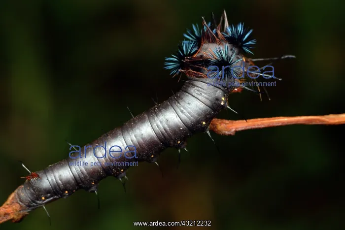 : Madagascar wild silkworm (Borocera marginalepunctata) : Madagascar wild silkworm (Borocera marginalepunctata)