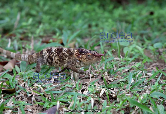 : Madagascar. A young Oustalet's Chamelion : Madagascar. A young Oustalet's Chamelion