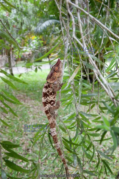 : Madagascar. A young Oustalet's Chamelion : Madagascar. A young Oustalet's Chamelion
