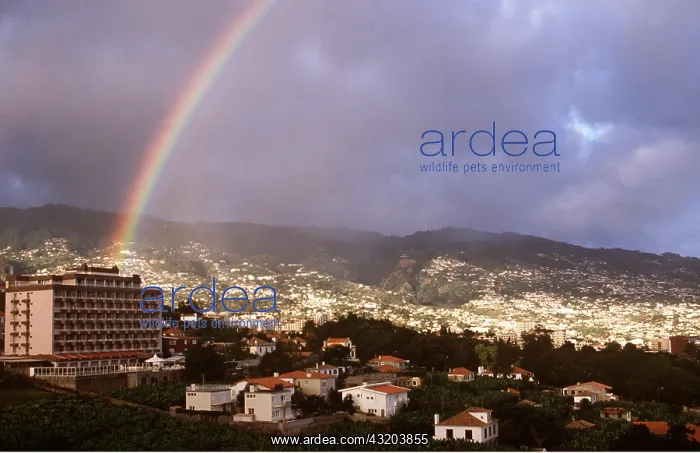 : MADEIRA - FUNCHAL and rainbow : MADEIRA - FUNCHAL and rainbow